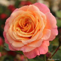 ROSA KORDES 2L Peach Melba