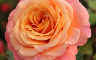 ROSA KORDES 2L Peach Melba