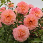 ROSA KORDES 2L Peach Melba - Obrázek 3