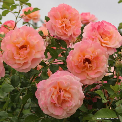 ROSA KORDES 2L Peach Melba - Obrázek 3