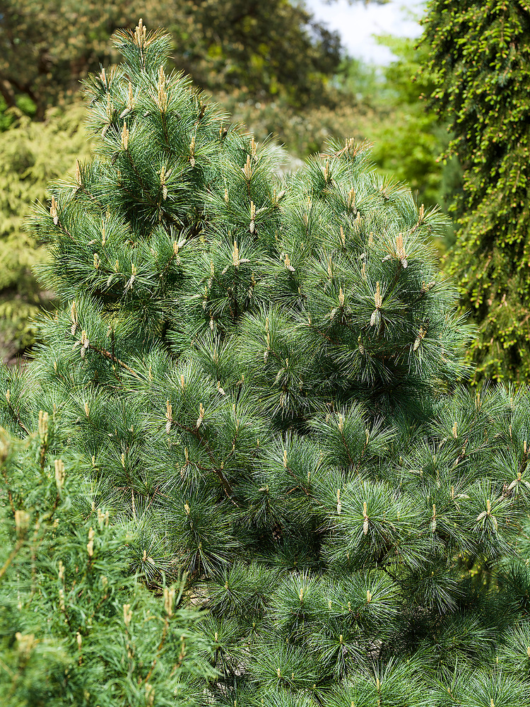 Pinus strobus 'Macopin'
