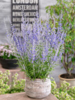 Perovskia atriplicifolia 'Lacey Blue'® - Obrázek 2