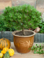 Pinus 'Brepo'® - Obrázek 2