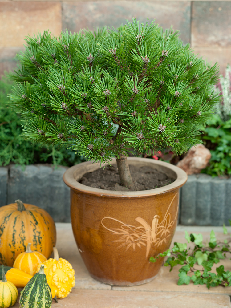Pinus 'Brepo'®