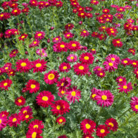 Tanacetum coccineum 'Robinsons Rot'