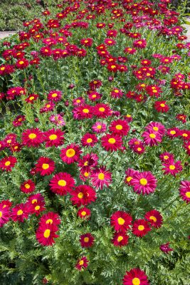Tanacetum coccineum 'Robinsons Rot'