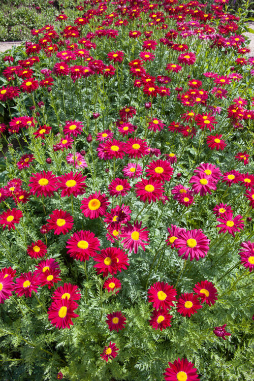 Tanacetum coccineum 'Robinsons Rot' - Obrázek 1