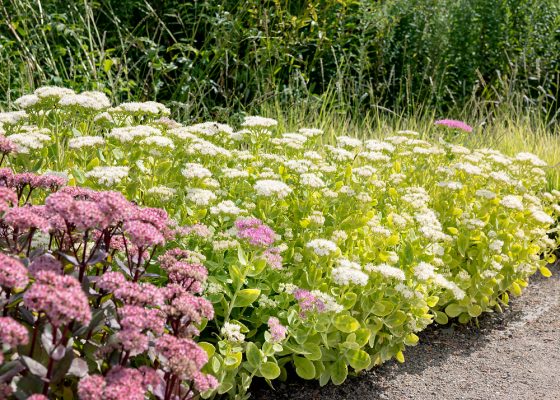 Sedum telephium 'Alba'