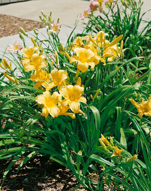 Hemerocallis hybrida 'Mary Todd' - Obrázek 1