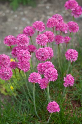 Armeria maritima 'Morning Star Rose'