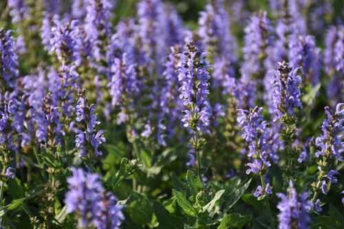 Salvia nemorosa 'Heaven in Blue' - Obrázek 1