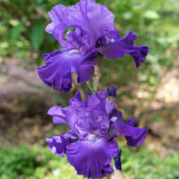 Iris barbata
