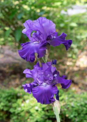 Iris barbata