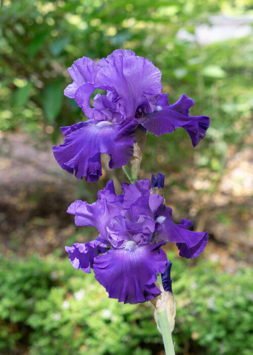 Iris barbata - Obrázek 1