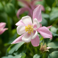 Aquilegia caerulea 'Spring Magic Rose White'
