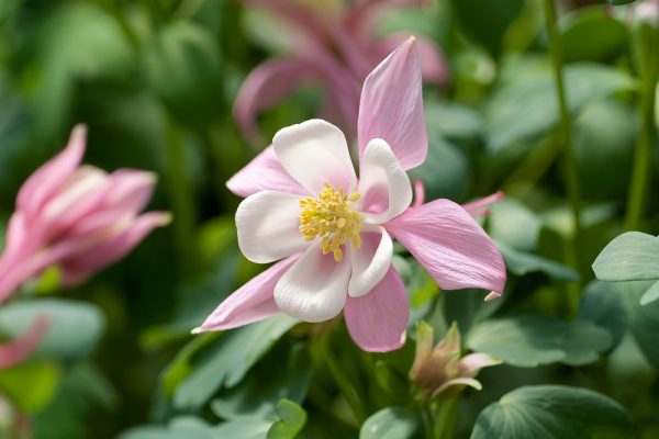 Aquilegia caerulea 'Spring Magic Rose White'