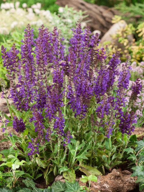 Salvia nemorosa 'Rügen' - Obrázek 1