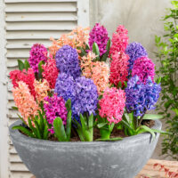 HYACINTHUS-mix barev