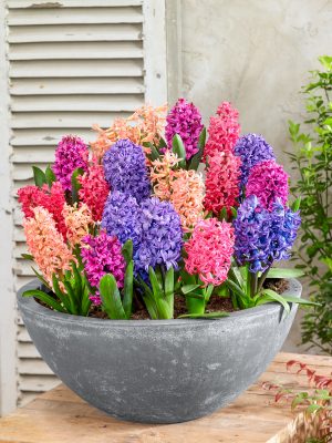 HYACINTHUS-mix barev