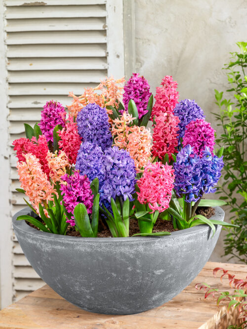 HYACINTHUS-mix barev - Obrázek 1