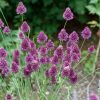 Allium Sphaerocephalon - Kontejner pr. 9 cm