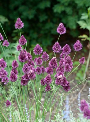 Allium Sphaerocephalon