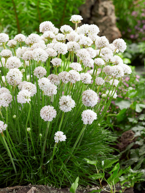 Armeria maritima 'Morning Star White' - Image 1