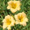 Hemerocallis hybrida 'Iron Gate Glacier' - Kontejner, pr. 13 cm