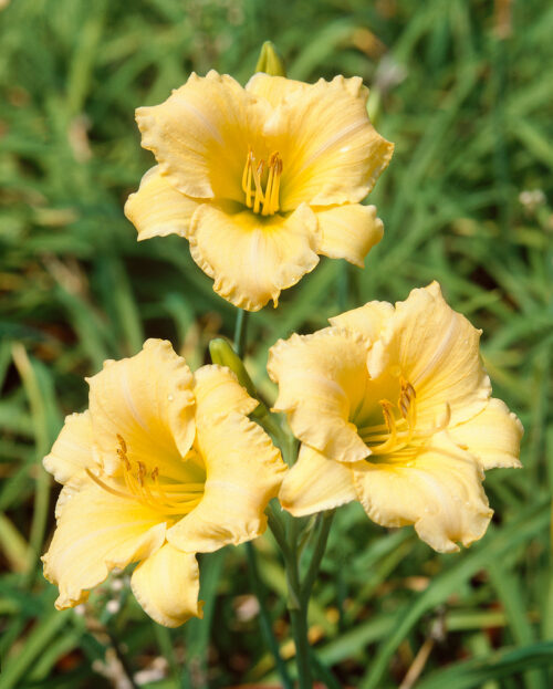 Hemerocallis hybrida 'Iron Gate Glacier' - Image 1