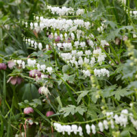Dicentra spectabilis 'Alba'