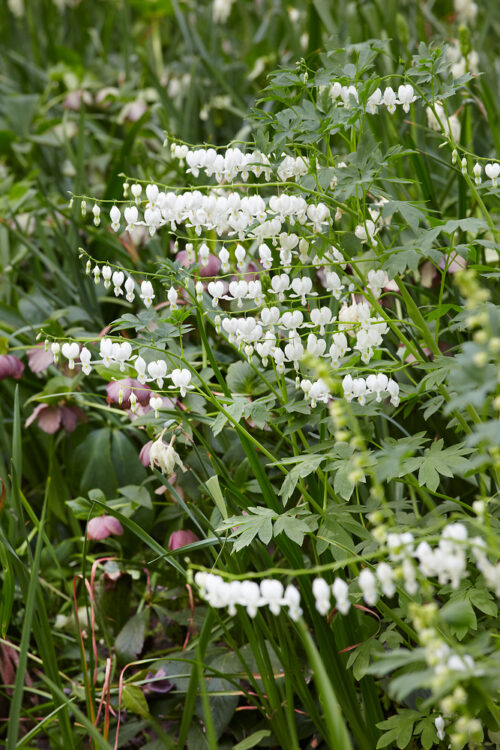 Dicentra spectabilis 'Alba' - Obrázek 1