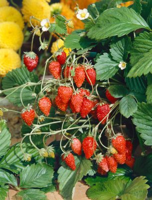 Fragaria vesca 'Rotblühend'