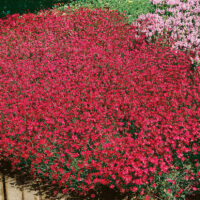 Dianthus deltoides 'Brilliant'