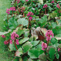 Bergenia cordifolia 'Winterglut'