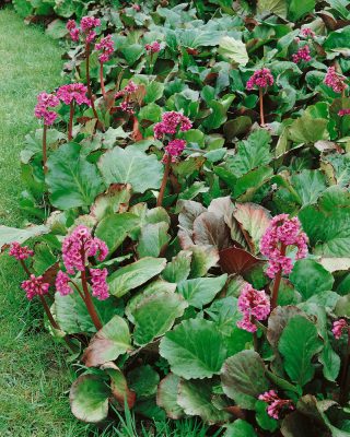 Bergenia cordifolia 'Winterglut'