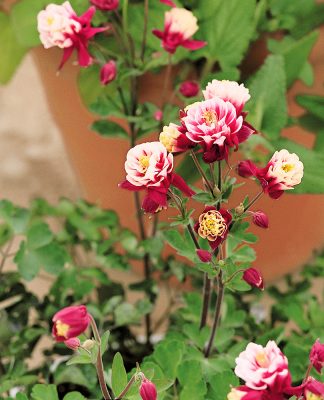 Aquilegia vulgaris 'Winky Double Red-White'