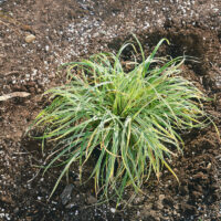 Carex stricta 'Variegata'
