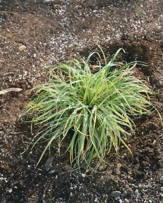 Carex stricta 'Variegata'