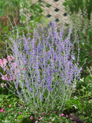 Perovskia atriplicif. 'Blue Spire'