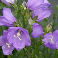 Campanula persicifolia 'Takion' F1 - blue
