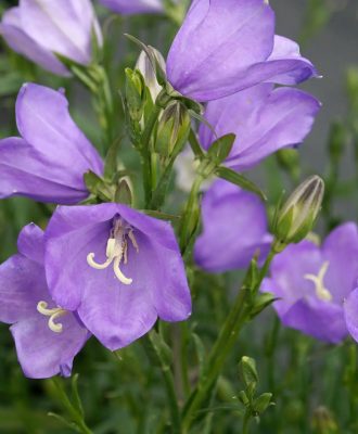 Campanula persicifolia 'Takion' F1 - blue