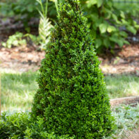 Buxus sempervirens - kužel