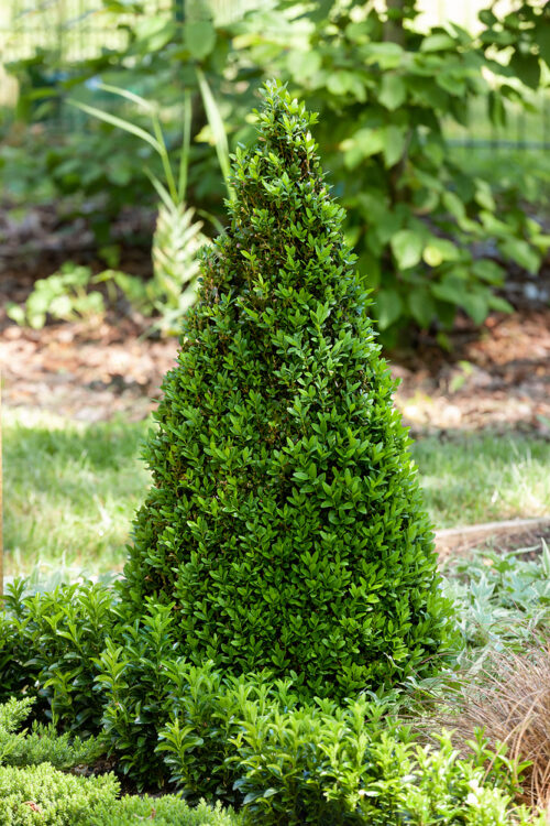 Buxus sempervirens - kužel - Obrázek 1