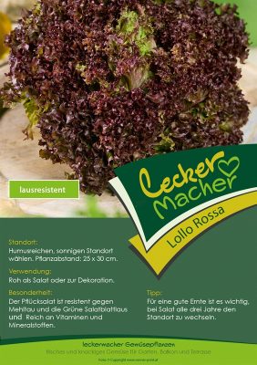 Salát 'Lollo Rossa', červený, kadeřavý - cena za ks