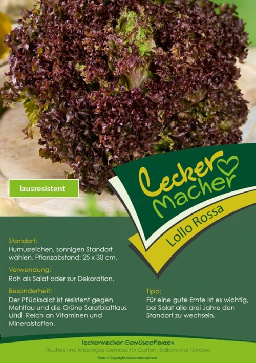 Salát 'Lollo Rossa', červený, kadeřavý - cena za ks - Obrázek 1