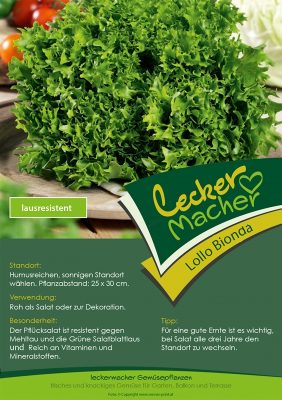 Salát 'Lollo Bionda', zelený, kadeřavý