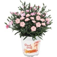 Dianthus 'Peach Party'