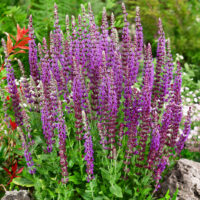 Salvia nemorosa 'Ostfriesland'