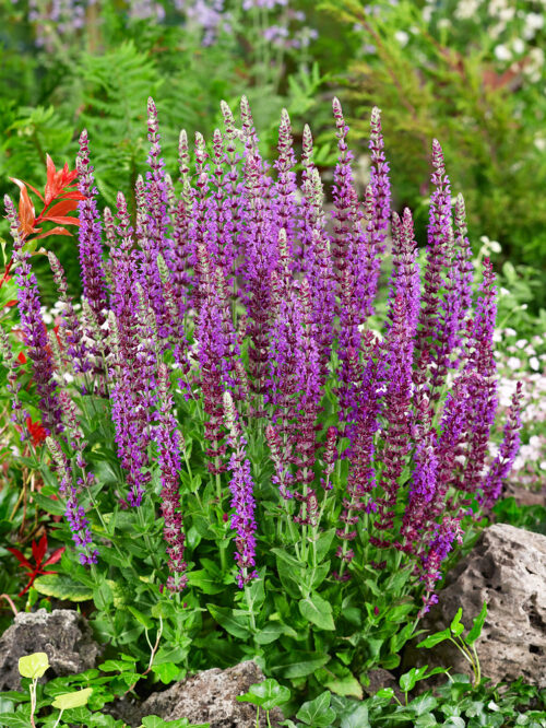 Salvia nemorosa 'Ostfriesland' - Obrázek 1