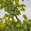 Slivoň ´Zelená Renklóda´ - C7,5L-myrobalán